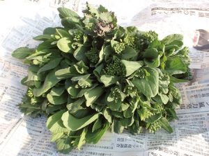 新聞紙の上におかれた菜花の束