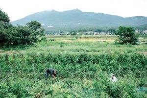 筑波山南麓の畑で朝早くから収穫中の人たち