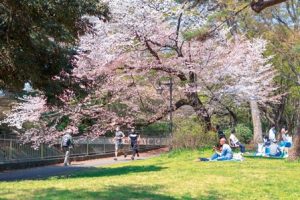 桜の下、公園を走るひとたち。芝生ではギターを奏でる男性、集まって食事する人々も。